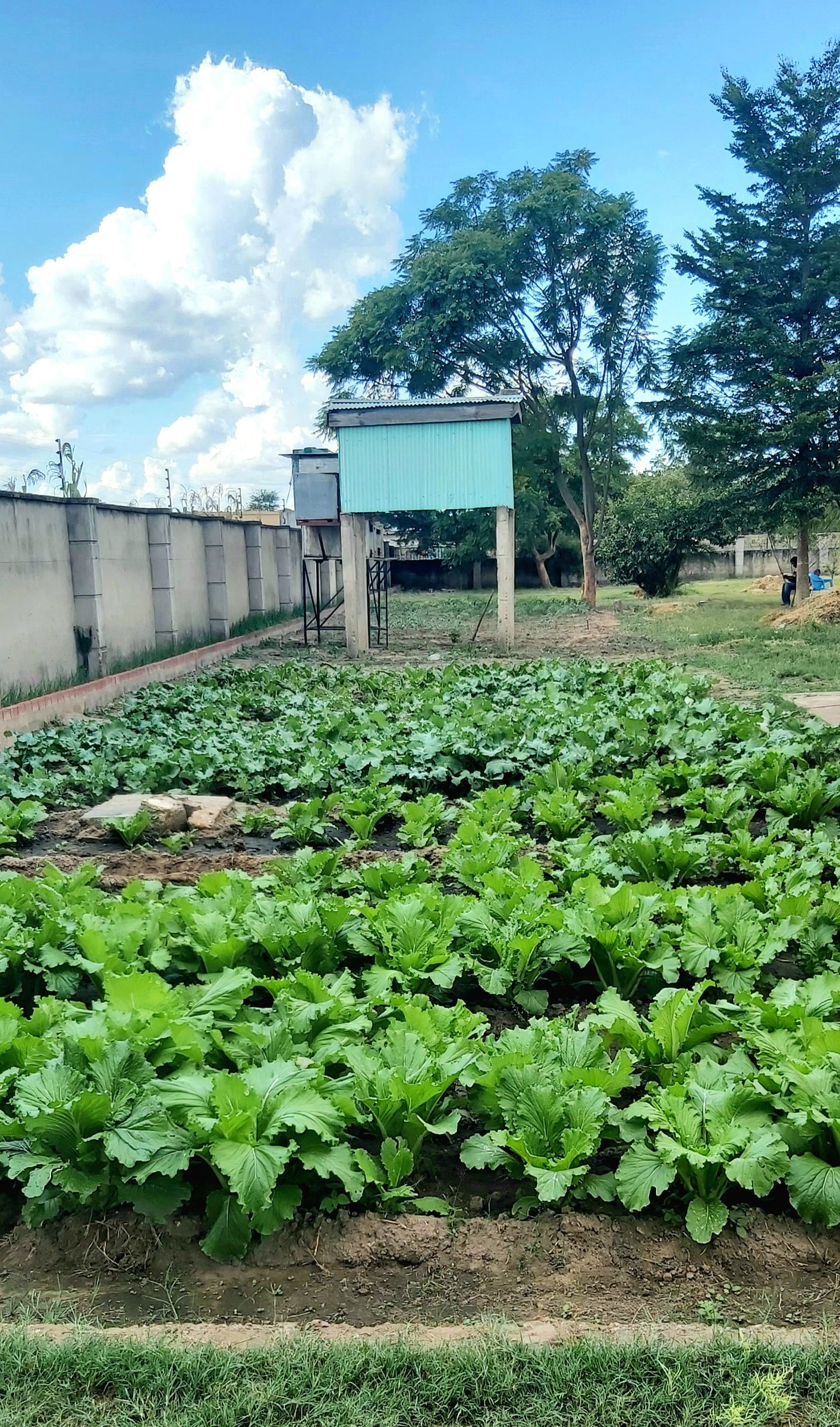 Therapeutic agriculture at Silverest residential rehabilitation