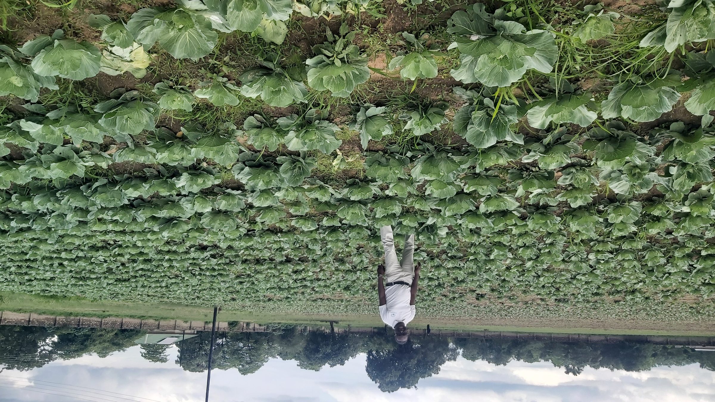 Agriculture as part of the Silverest therapeutic programme